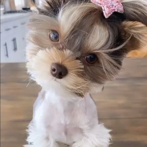 Meet your Posher Cassandra